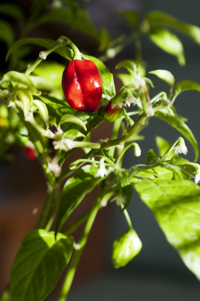 Naga3 600px.jpg - Naga Morich